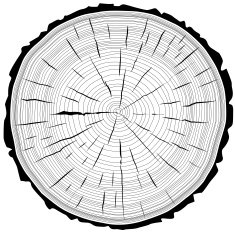 Tree rings saw cut tree trunk background N4