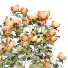 Flower Watercolor Roses Bush N2
