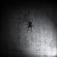 Spider on Grunge Background