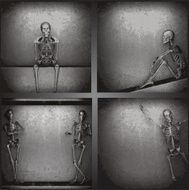 vector skeleton on the wall collection N6
