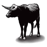 Bull Illustration N3