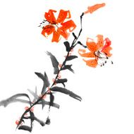 wild lily flowers
