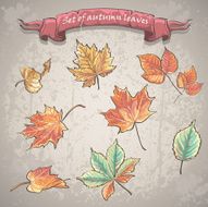 Set of autumn leaves maple chestnut and other trees