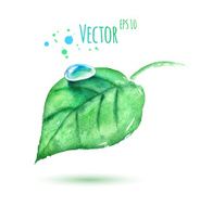 Watercolor leaf with water drop N2