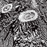tree bark background N3