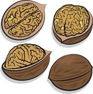 Walnuts N2