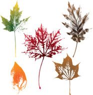 Autumn leaves texture N2