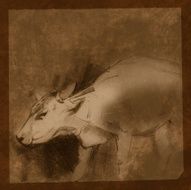 cow N36