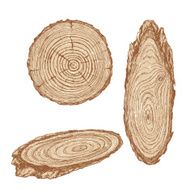 Wood texture of trunk tree