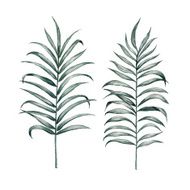 Silk palm hand draw watercolor painting on white background vec N2