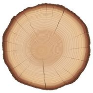 Annual Rings Tree Trunk Cross Section