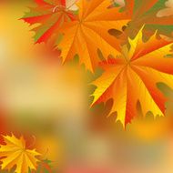 Autumn Leaves Background N43