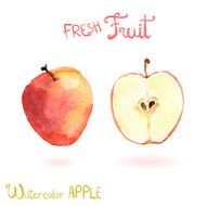 Bright vector watercolor hand drawn fruit apple
