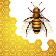 Bee N16