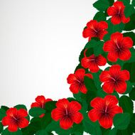 Hibiscus flowers N6