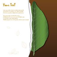 Natural leaf ripped background