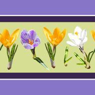 Seamless pattern with beautiful flowers crocuses N2