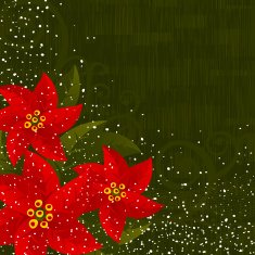 Poinsettias Xmas background