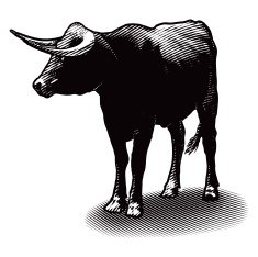 Bull Illustration N3