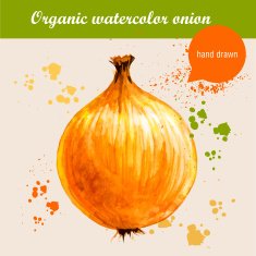Vector watercolor hand drawn onion with drops