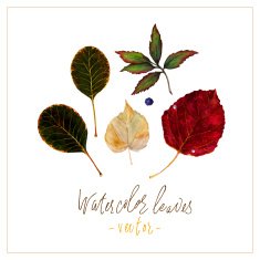 Set of watercolor leaves N4