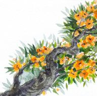 Watercolor background Spring blooming of an old tree N3