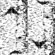 bark of birch in the cracks texture N3
