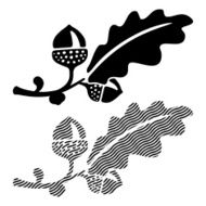 Oak leaf with acorns