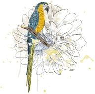 Parrot N35
