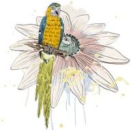 Parrot N36