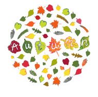 Autumn leaves on white background