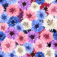 Seamless pattern with colorful cornflowers Vector illustration