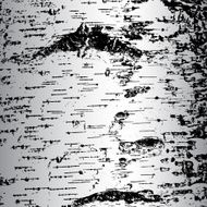 bark of birch in the cracks texture N4