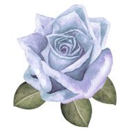 Watercolor vintage blue rose flower with leaves