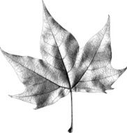 Dry Maple Leaf - Illustration N3