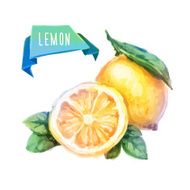 Lemon hand drawn watercolor on a white background