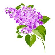 Spring siringa flowers background