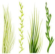 painted in gouache green grass elements on a white background