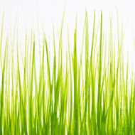 painted in gouache green grass on a white background