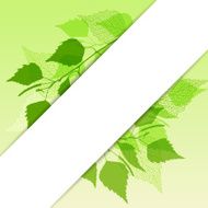 Fresh background of green birch leaves N2