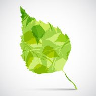 Concept background of green birch leaf