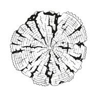 Tree-rings Vector graphics N2