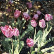Pink Tulips N5
