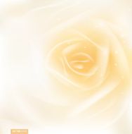 rose or beauty concept smooth background vector illustration