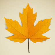 Maple leave