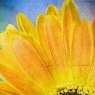 Orange flower N2