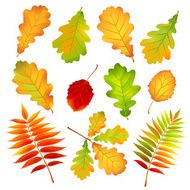 autumn leaves N137