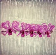 String of Orchids