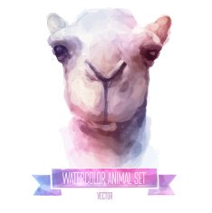 Vector set of watercolor illustrations Cute camel