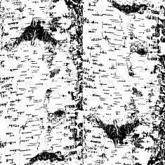 bark of birch in the cracks texture N3
